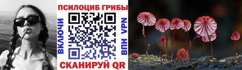 где найти   Арсеньев  Галлюциногенные грибы Psilocybe 